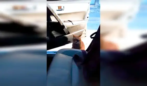 Gato se emociona al ver que su dueña va a recogerlo y abre la puerta del auto para irse con ella [VIDEO]