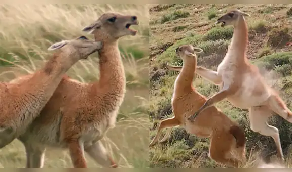 YouTube Viral: No te pierdas la épica batalla de de estos camélidos en la Patagonia [VIDEO] 