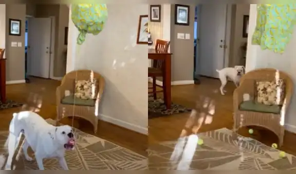 Perro se asusta al romper una piñata llena de pelotas y corre a esconderse [VIDEO]
