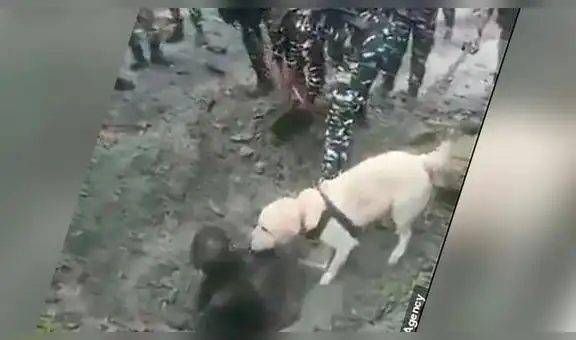 Un perro buscaba bombas y encontró un hombre enterrado con vida [VIDEO]