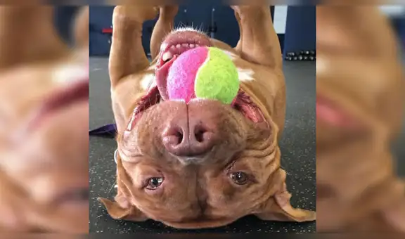 Perro no deja de ‘sonreír’ después de ser adoptado y conmueve con su historia [FOTOS] 