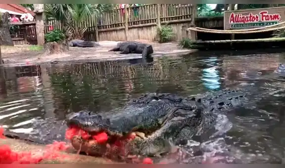 Hombre arroja sandía a la boca de enorme cocodrilo y este la destroza en mil pedazos [VIDEO] 