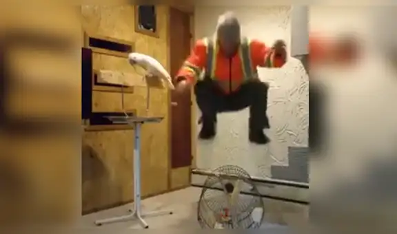 Cacatúa tiene insólita reacción al ver que joven rompió su jaula [VIDEO]