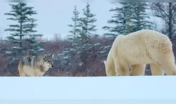 Enorme oso polar se enfrenta a una manada de lobos hambrientos y sucede lo inesperado [VIDEO]