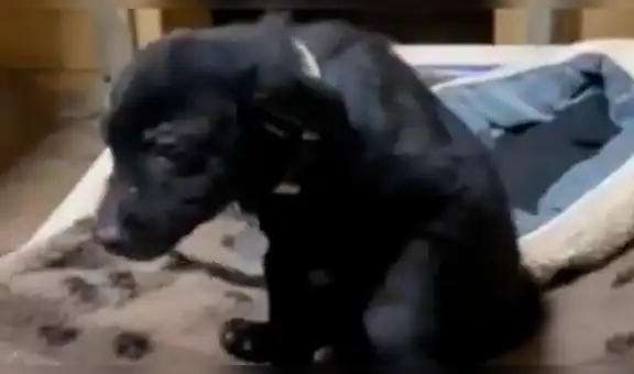 Tierno cachorro muestra su sonrisa para que una familia decida adoptarlo [VIDEO] 