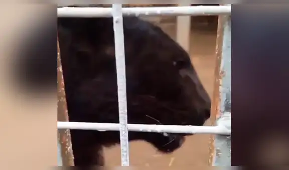 Joven acude a zoológico, acerca su teléfono a jaula de feroz pantera y depredador tiene inesperada reacción [VIDEO]