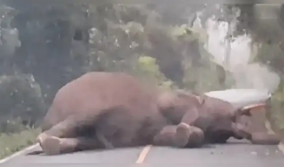 Joven llega tarde a su trabajo al encontrarse con gigantesco animal en plena carretera [VIDEO] 