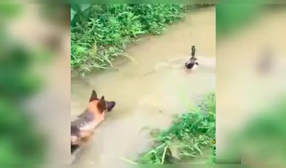 Pato salvaje realiza ingenioso truco para huir de perro que quería cazarlo [VIDEO]