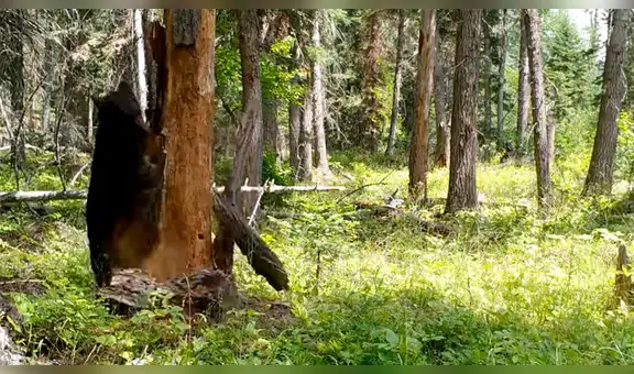 Facebook viral: hambriento oso encuentra comida dentro de árbol y hace lo imposible para sacarlo [VIDEO] 
