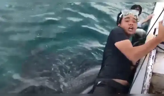 Bañista ingresa al mar y enorme tiburón ballena emerge del agua en busca de comida [VIDEO]