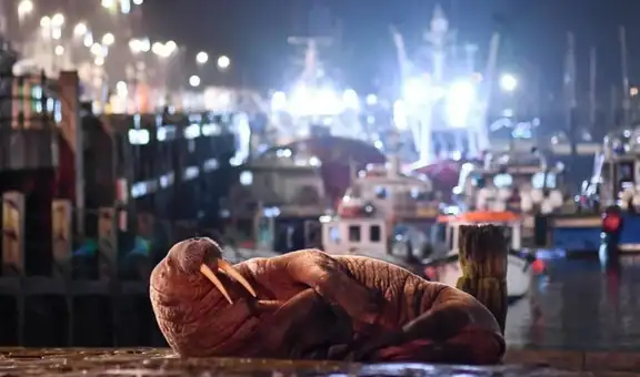 Cancelan espectáculo de pirotécnicos para no molestar a una morsa que dormía