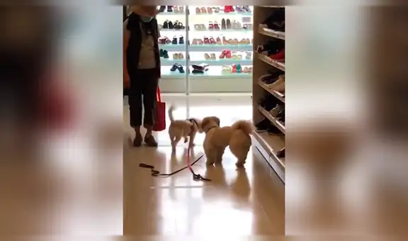 Perro se reencuentra con su ‘amiga’ en una tienda y protagonizan emotivo momento [VIDEO]