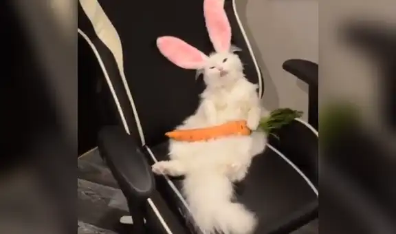 YouTube viral: realiza "experimento" que une a gato con conejo y el resultado es desconcertante [VIDEO]