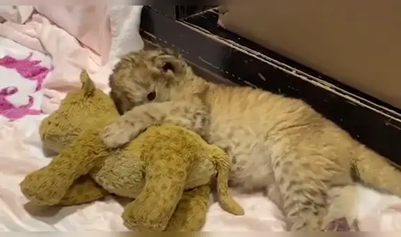Hombre rescata a león bebe y este cautiva con su tierna actitud a la hora de dormir [VIDEO]