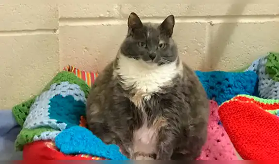 Facebook: la gata más gorda del mundo fue abandonada por cuarta vez y la razón sorprende [FOTOS]