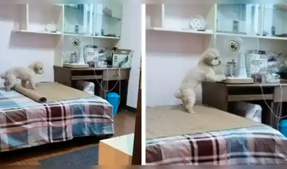 Cámara de vigilancia capta a su perro en curiosa situación y miles se ríen al verlo [VIDEO]