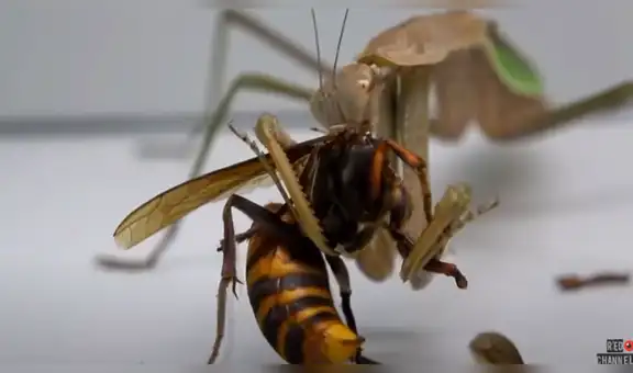 Mantis paraliza a avispa asesina y la devora en cuestión de segundos [VIDEO]
