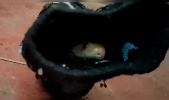 Joven revisa dentro de su calcetín y encuentra una venenosa serpiente [VIDEO]