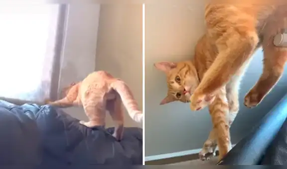 Gato juega con las cortinas, su dueño lo descubre y queda atrapado al intentar escapar [VIDEO] 