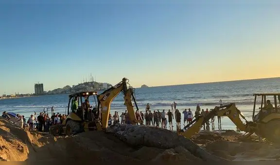 México: gigantesca ballena sorprende a bañistas en playas de Sinaloa [FOTOS]
