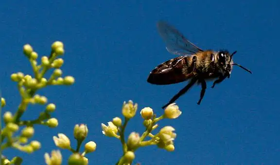 Facebook: Captan a dos insectos teniendo sexo en una ventana