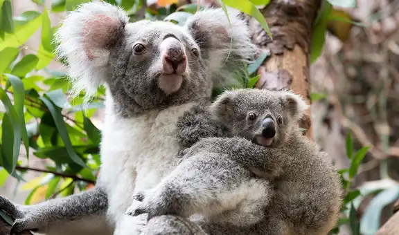 Los koalas se enfrentan a peligro de extinción para antes del 2050, según estudio