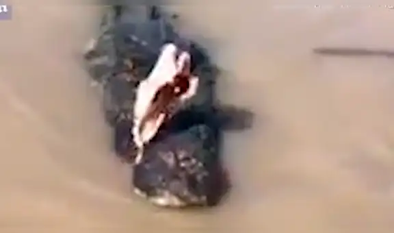 Furiosos cocodrilos tienen brutal pelea y turistas se colocan a pocos metros, sin sospechar lo que pasaría [VIDEO]
