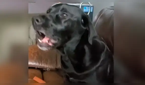 Youtube viral: Perro cumpleañero se une al canto de su dueña y conmueve a las redes [VIDEO]