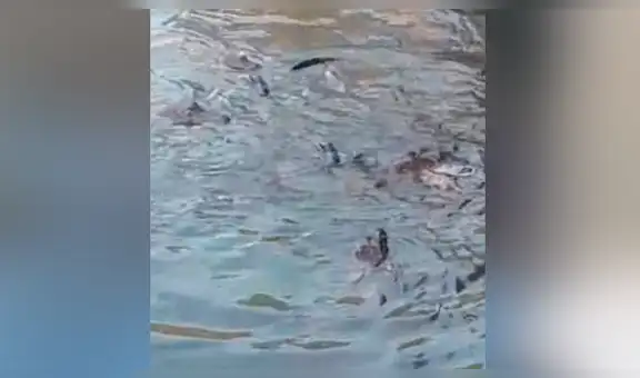 Curioso hombre intenta grabar de cerca a grupo de cocodrilos, sin imaginar la furiosa reacción de uno de estos [VIDEO]