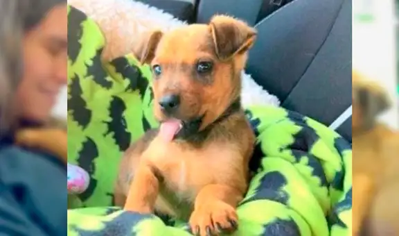 Perrito con la mandíbula rota fue rescatado y como agradecimiento lame la cara de su rescatista [VIDEO]