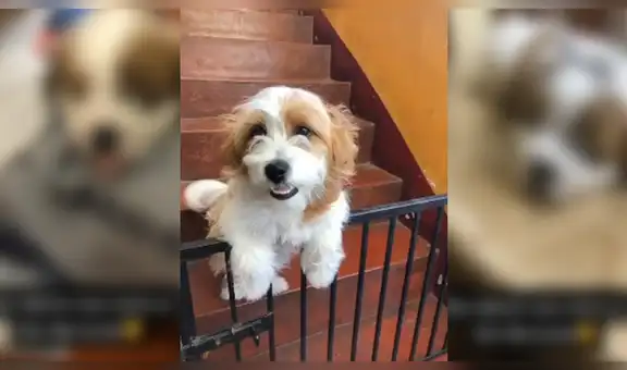 Pensó que tenía un perro San Bernardo como Beethoven, pero meses después descubrió la verdad [VIDEO]