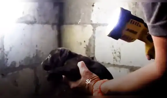 Rescatistas encuentran a perrita llorando en busca de ayuda para sus cachorros atrapados [VIDEO]