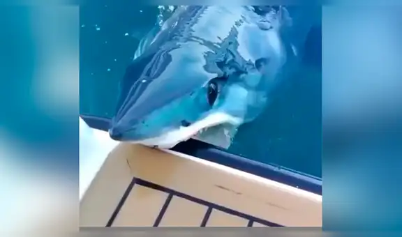 Pescadores se sorprendieron al ver a tiburón asesino emergiendo del mar para atacarlos [VIDEO]