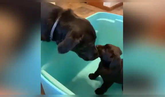 Perro conoce al nuevo cachorro que adoptó su familia y le da tierno recibimiento [VIDEO]