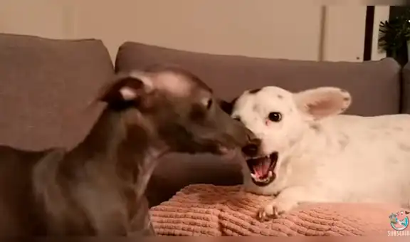 Traviesa perrita quiere jugar con su ‘amiga’, pero esta la rechaza con insólita reacción [VIDEO]