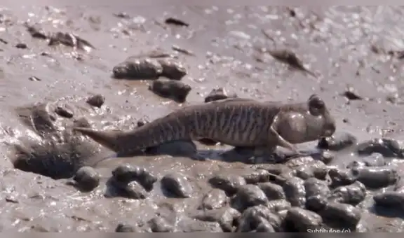 Extraño pez se mueve en tierra firme y salta para conquistar a su pareja [VIDEO]