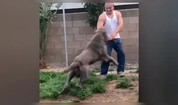 Hombre abre jaula a enorme perro y el can tiene una asombrosa reacción al verlo [VIDEO]