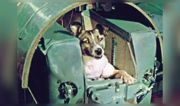 Laika, la perrita lanzada al espacio hace 60 años
