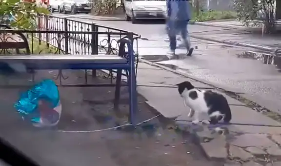 Gato ‘enamorado’ encuentra globo tirado en la calle y se lo regala a su ‘pareja’ [VIDEO]
