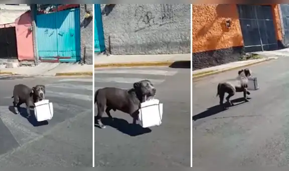 Perro hace las compras para ‘agradecer’ al anciano que lo rescató de la calle [VIDEO]