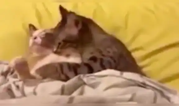 Facebook: gato se pone romántico con su pareja, pero solo recibe cruel indiferencia [VIDEO]