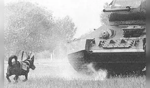 Perros ‘bomba’: la estrategia macabra del Ejército soviético para destruir tanques alemanes