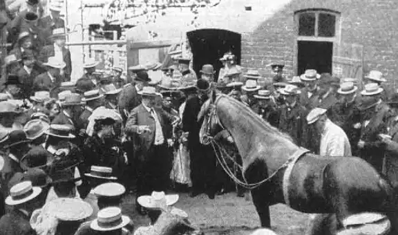 Conoce la historia de Clever Hans, el caballo matemático que podía sumar, multiplicar y dividir [VIDEO]