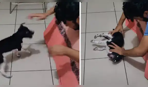Madre ingresa al cuarto de su hijo y se topa con divertida escena entre él y su perro [VIDEO]
