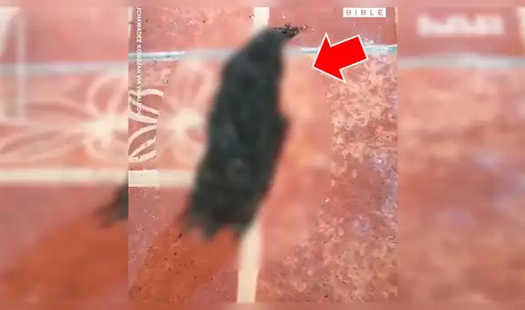 Joven encuentra extraña ‘masa’ que se arrastra, se acerca y queda espantado al ver cientos de criaturas [VIDEO]