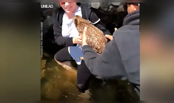 Oyen desgarradores sonidos en laguna, se acercan y rescatan a ciervo bebé [VIDEO] 