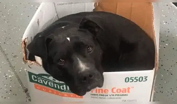 Perro fue rescatado de las calles, pero quiere seguir durmiendo en una caja de cartón [FOTOS]
