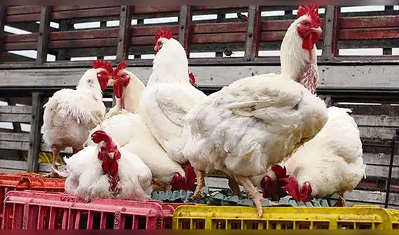 Empresas avícolas solo concentraron el 30% de producción de pollos el 2017 