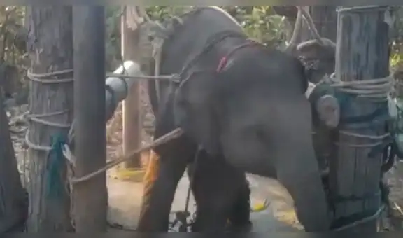 Tailandia: tortura y explotación, la cruel vida de elefantes usados para diversión de turistas 