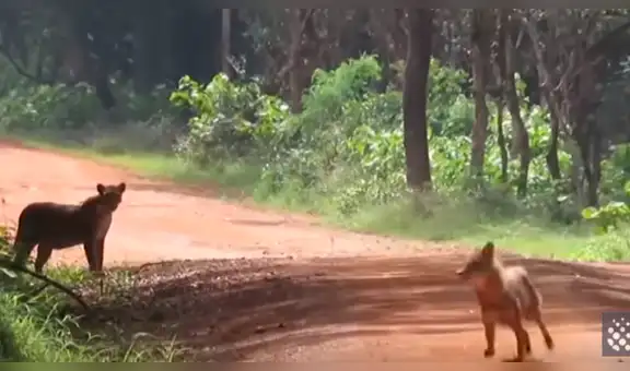 Facebook viral: Chacal escapa de furtiva emboscada de leopardo y su osada reacción le salva la vida [VIDEO]